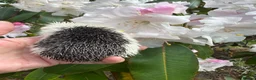 Pygmy Hedgehog rodents for sale: 9 week hoglets/ full masked/ reverse pinto READY   - Advert 10
