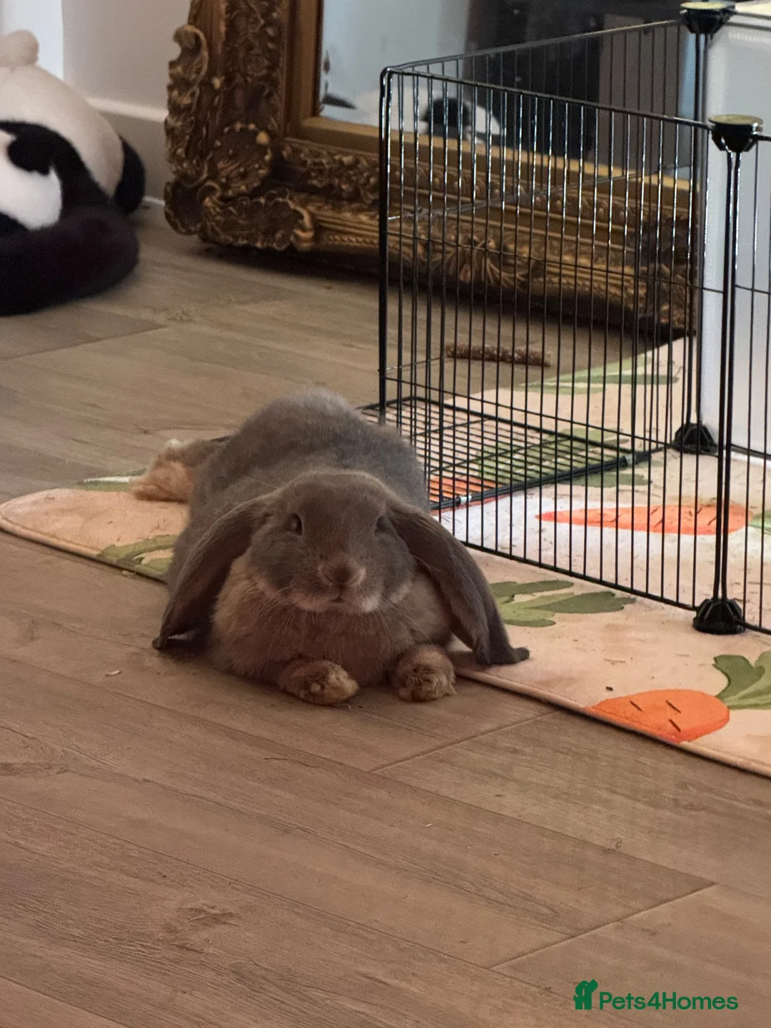 French Lop rabbits for sale: Female French lop for adoption  in Swansea - Advert 8