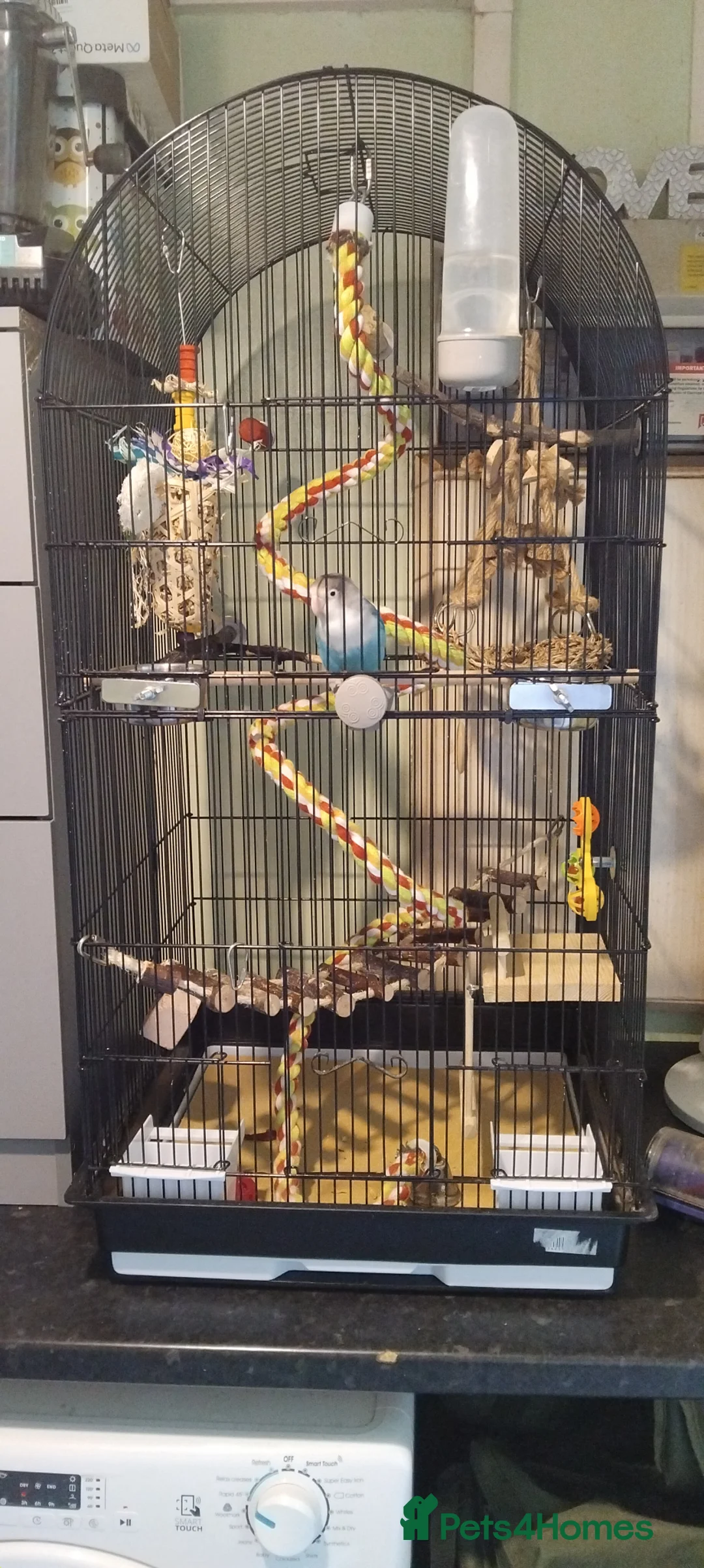 Lovebirds birds for sale: Lovebird - Advert 6