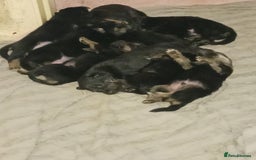 Mixed Breed dogs for sale: Rottsky puppies for sale - Image 5
