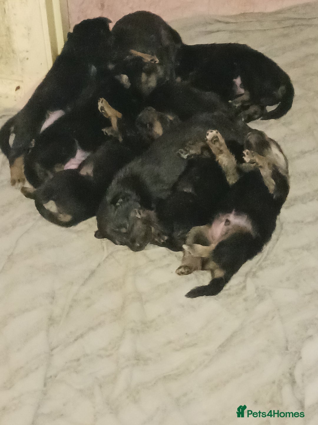 Mixed Breed dogs for sale: Rottsky puppies for sale - Image 5