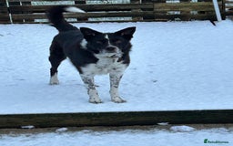 Border Collie dogs for sale: Border collie puppies  - Image 7