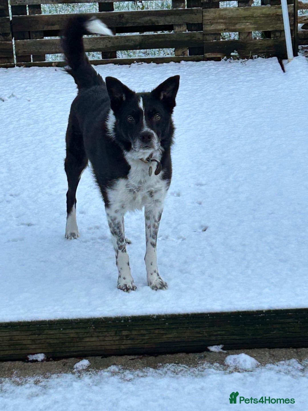 Border Collie dogs for sale: Border collie puppies  - Image 7