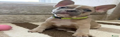 French Bulldog 2