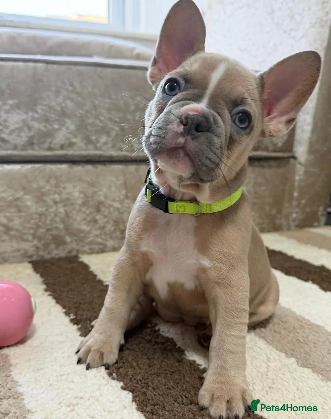 French Bulldog dogs for sale: Gorgeous French Bulldog Puppies - 3 Boys & 4 Girls in Doncaster - Advert 8