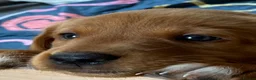 Labrador Retriever dogs for sale: American Fox Red labrador - Advert 2