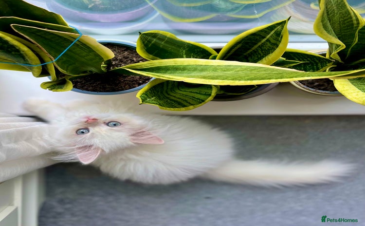 Persian cats - Advert 5