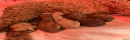 Toy Poodle dogs for sale: Toy poodle puppies  - Advert 2