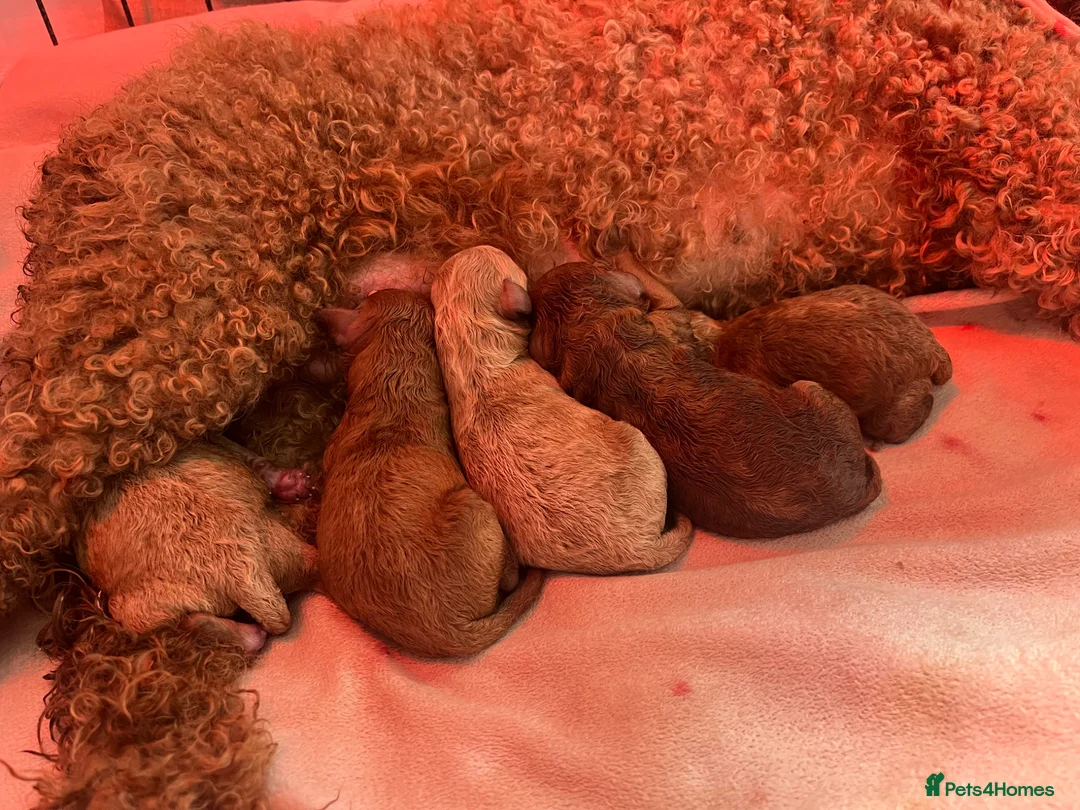 Toy Poodle dogs for sale: Toy poodle puppies  - Advert 2