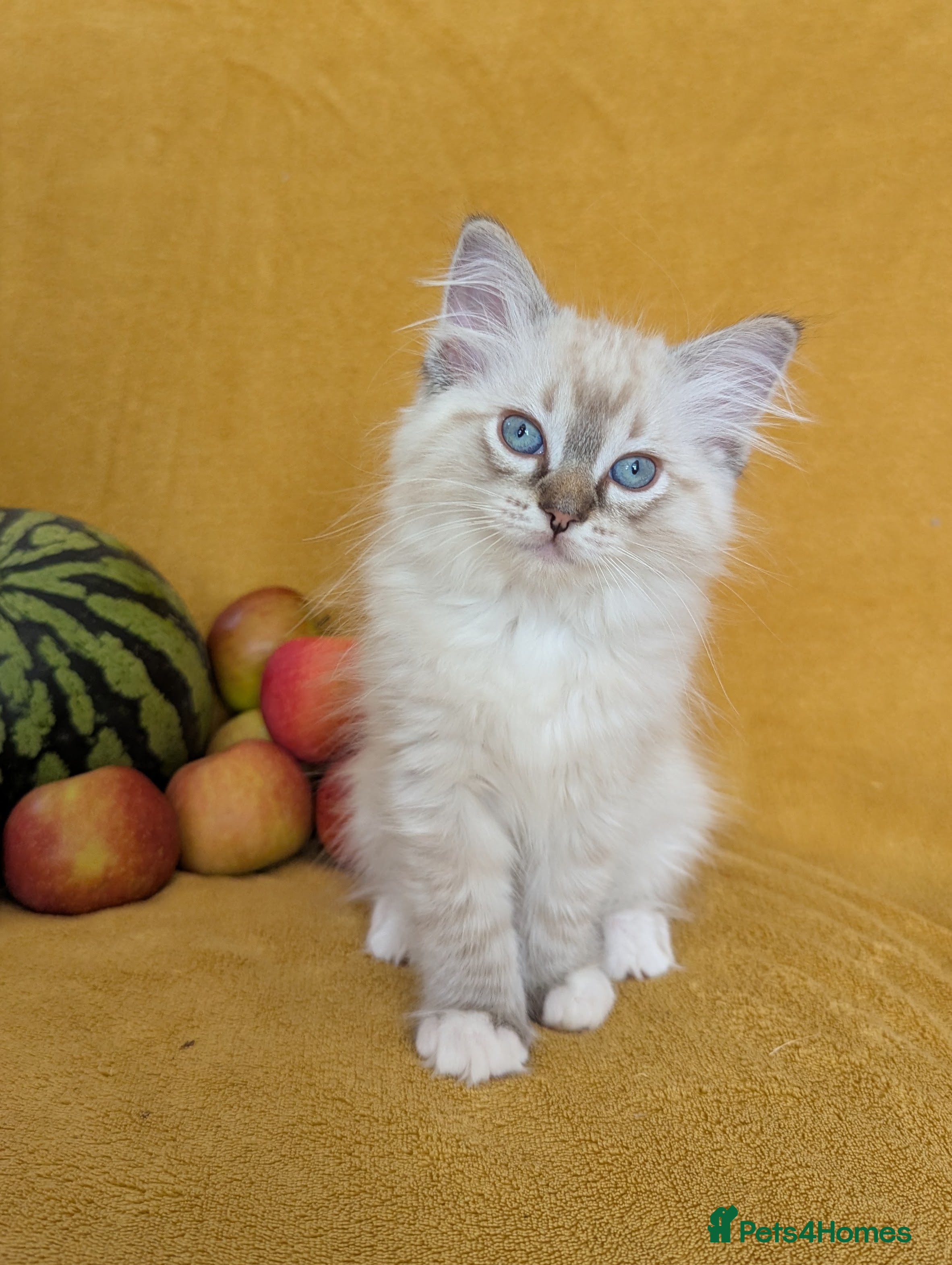 Ragdoll cats GCCF Full Pedigree Ragdoll Kittens  - Advert 4