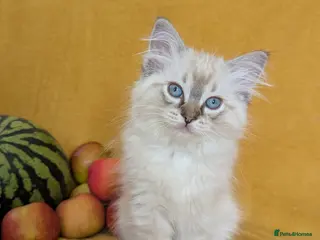 Ragdoll cats GCCF Full Pedigree Ragdoll Kittens - Advert 18