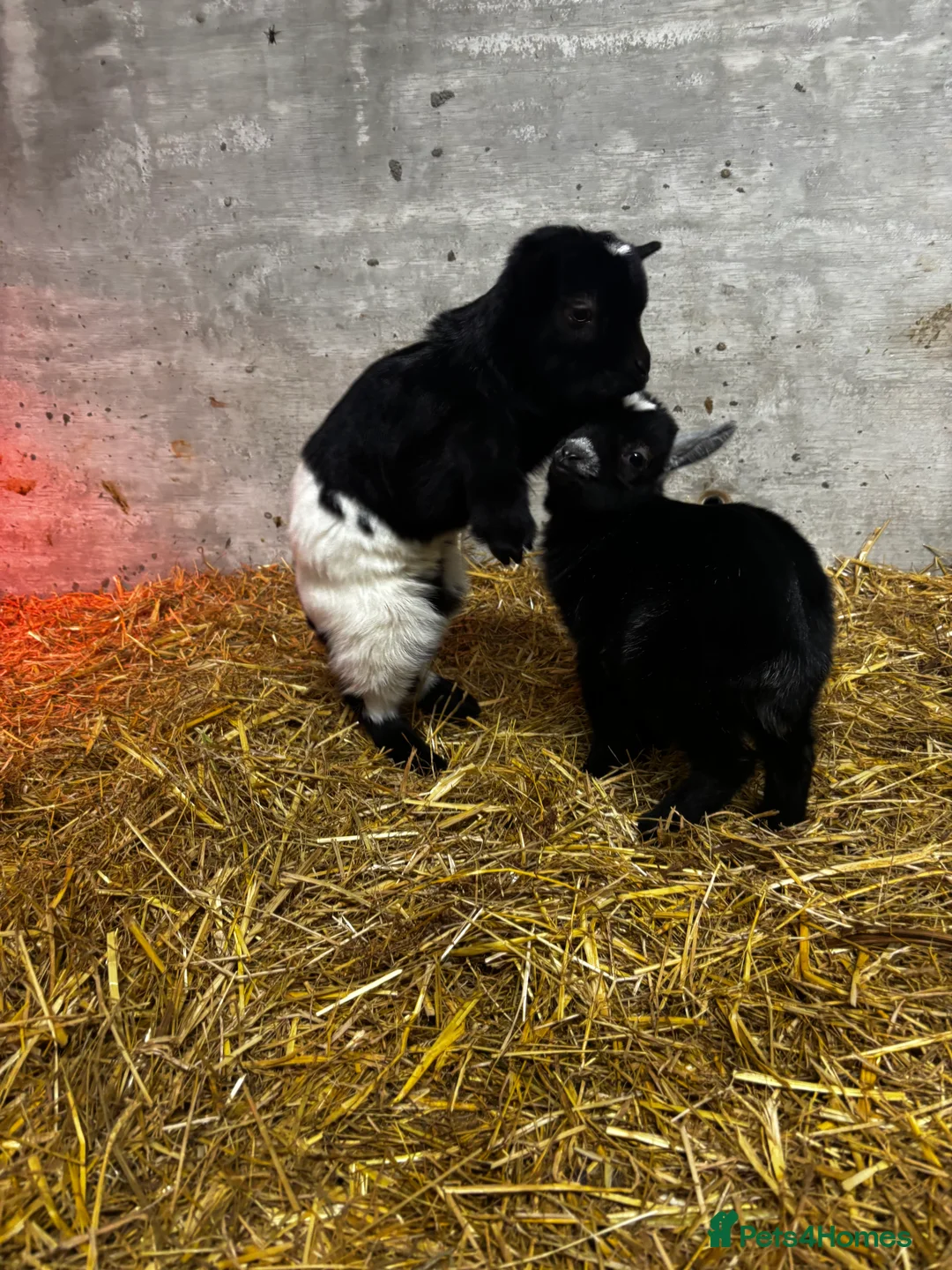 Goats livestock for sale: Nanny Pygmy Goat with Twins at Foot  - Advert 1