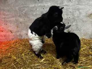 Goats livestock Nanny Pygmy Goat with Twins at Foot - Advert 15