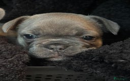 French Bulldog dogs for sale: Our little Aida - new loving family home  - Image 9