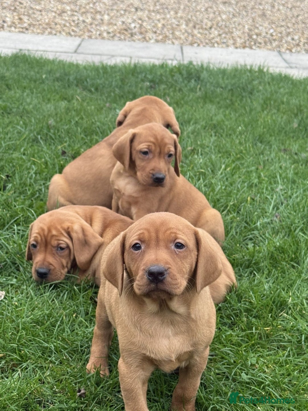 Mixed Breed dogs for sale: Vizsla x Labrador  - Image 3