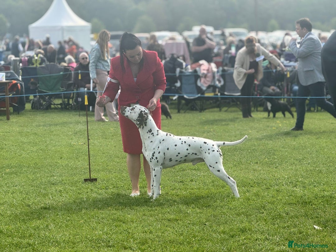 Dalmatian dogs for sale: Stunning KC dalmation puppies for sale! - Image 25