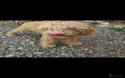 Mixed Breed dogs for adoption: RUFFLES, female. Non shedding - Image 2
