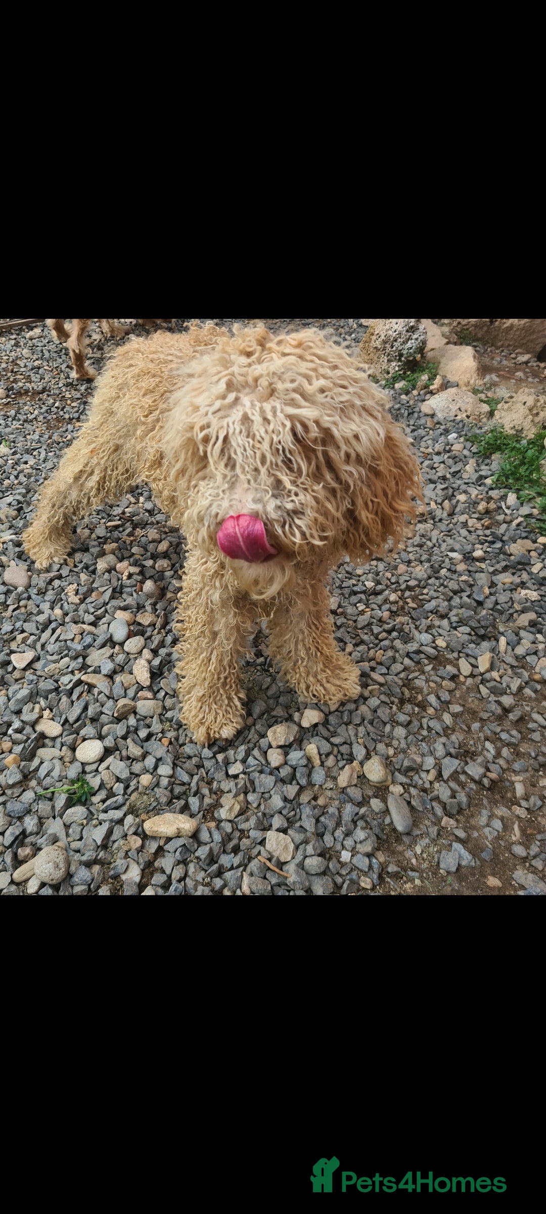 Mixed Breed dogs for adoption: RUFFLES, female. Non shedding - Image 2