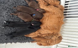 Shih Tzu dogs for sale: 5 Beautiful Shih Tzu for sale - Image 1