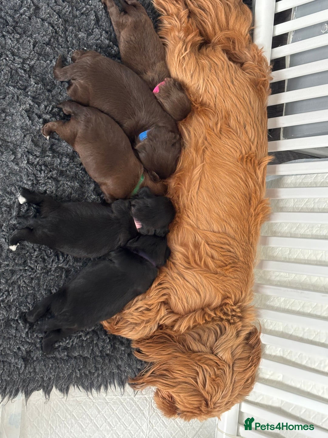 Shih Tzu dogs for sale: 5 Beautiful Shih Tzu for sale - Image 1