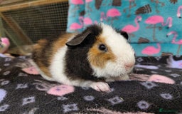 Guinea Pig rodents for sale: Baby Longhaired Brothers/Teddies Available RTR - Image 2