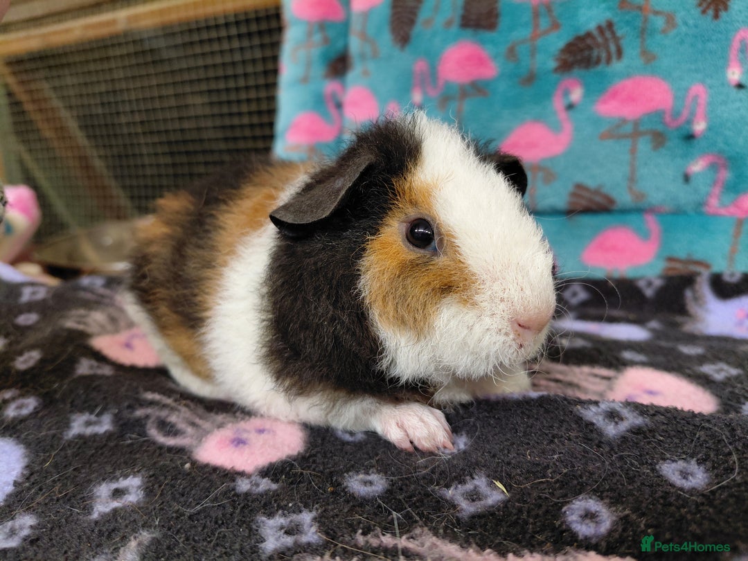 Guinea Pig rodents for sale: Baby Longhaired Brothers/Teddies Available RTR - Image 2