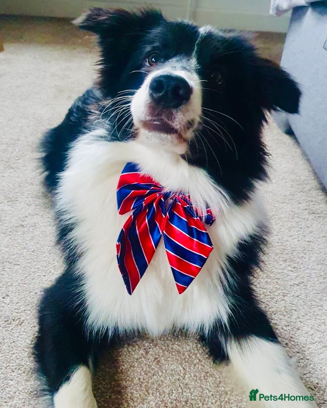 Border Collie dogs for sale: 5⭐️breeder KC DNA tested champions border collie  - Advert 19
