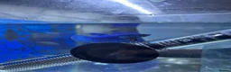 Bettas fish for sale: Mixed betta fish  - Advert 24