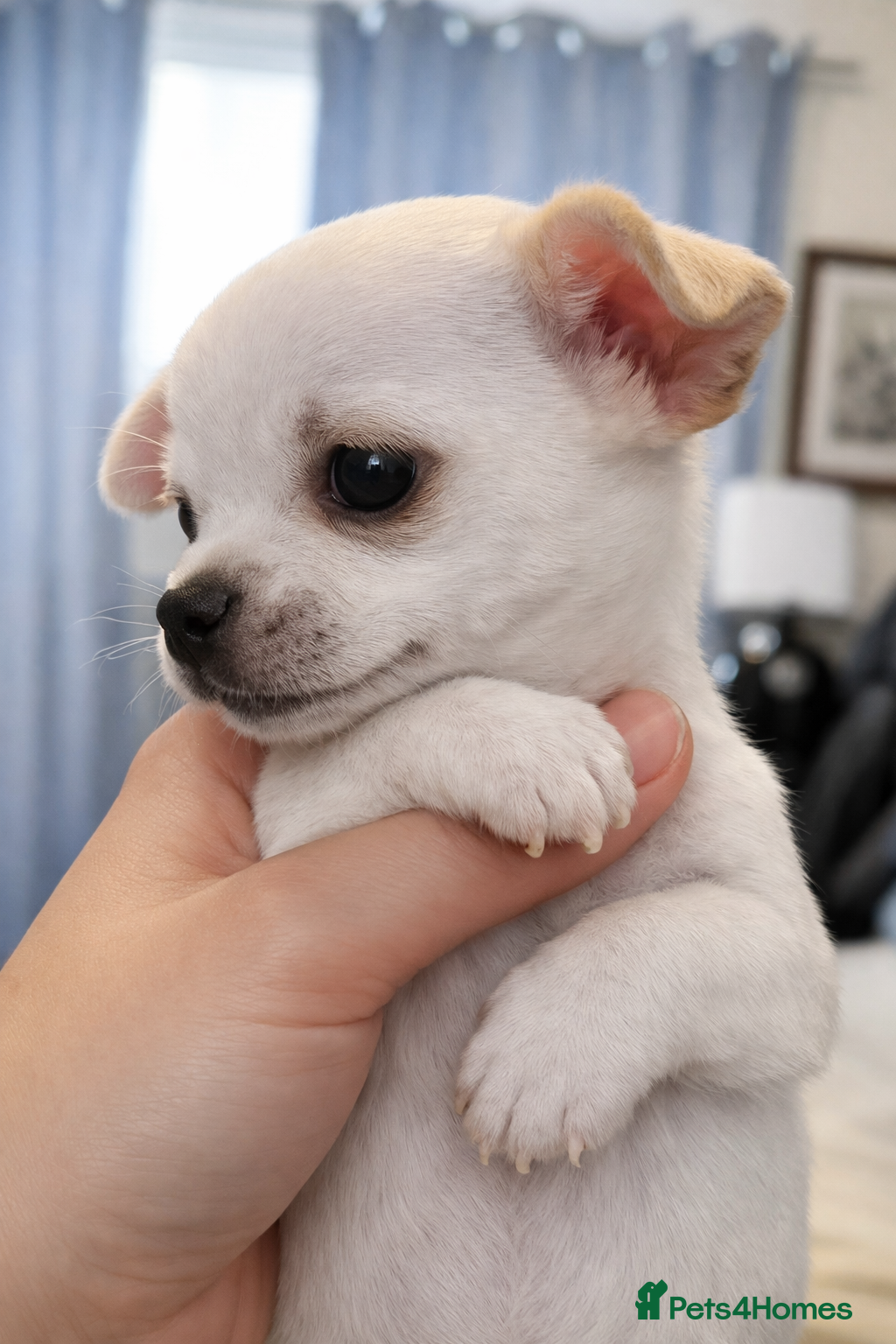 Chihuahua dogs White little chihuahua boy for sale - Advert 10