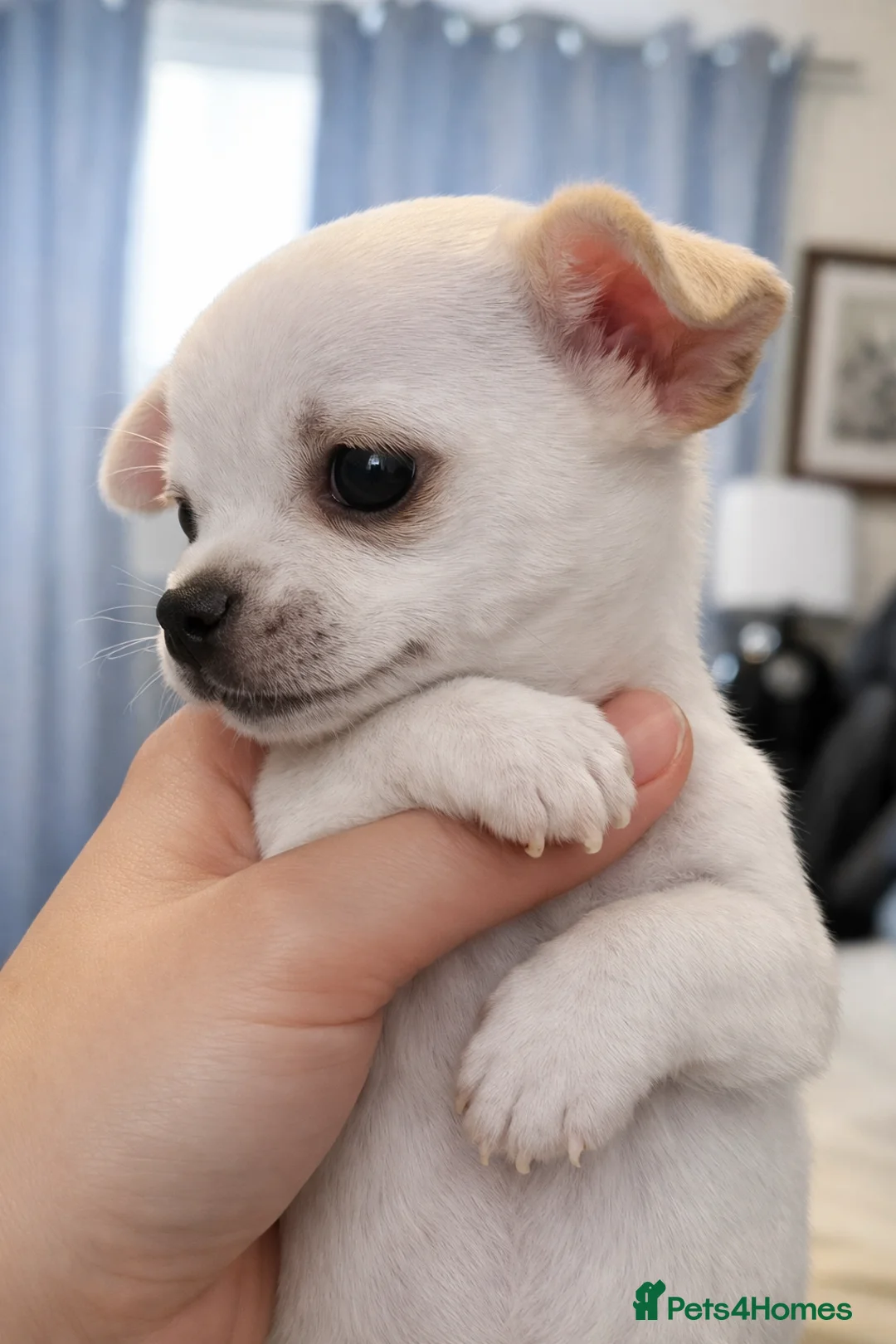 Chihuahua dogs for sale: White little chihuahua boy for sale - Advert 1