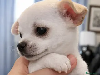 Chihuahua dogs White little chihuahua boy for sale - Advert 10