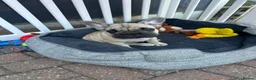 French Bulldog dogs for sale: French bulldog  - Advert 12