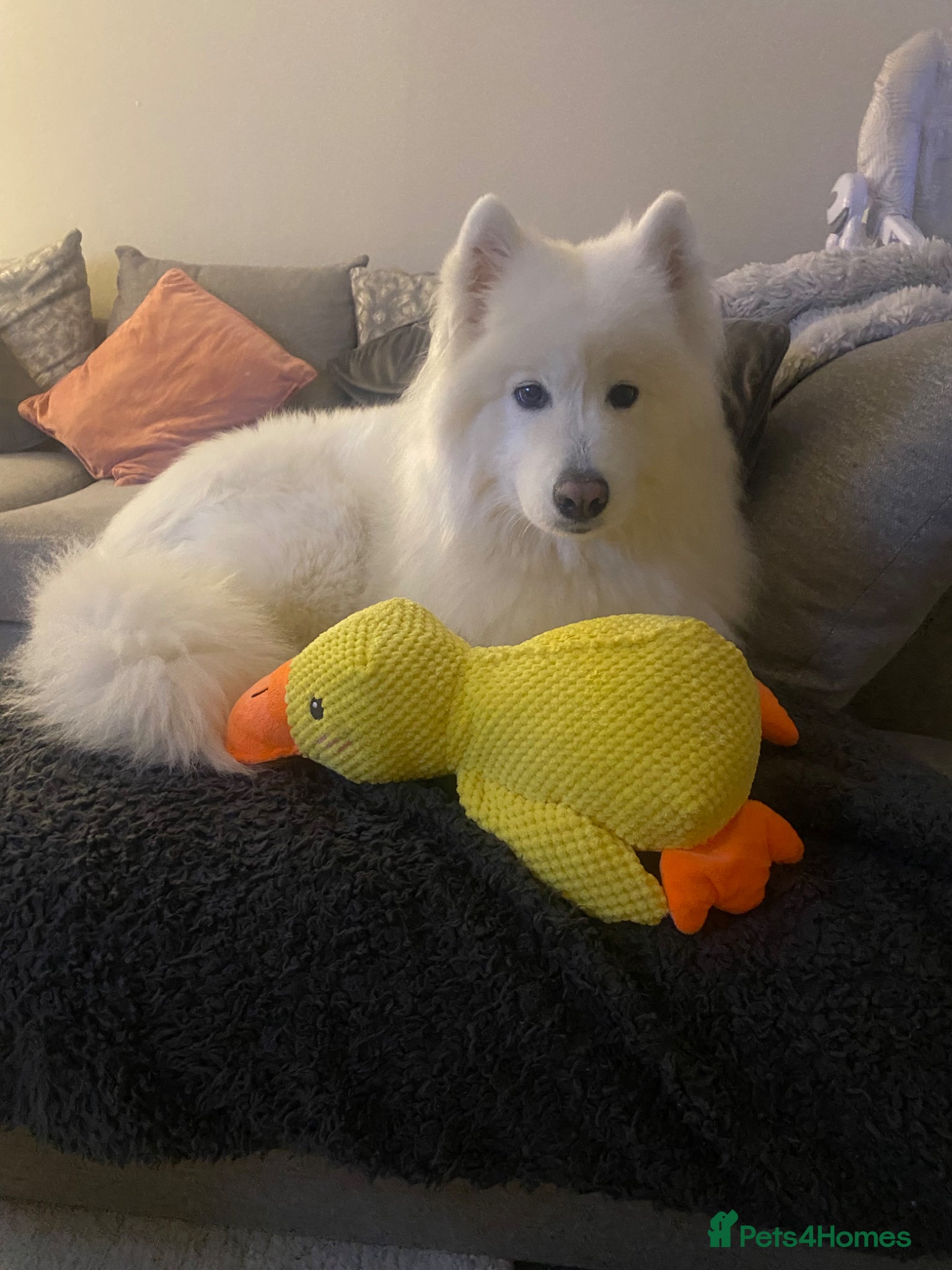 Samoyed dogs Daisy  - Advert 2