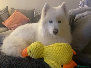 Samoyed dogs Daisy - Advert 2