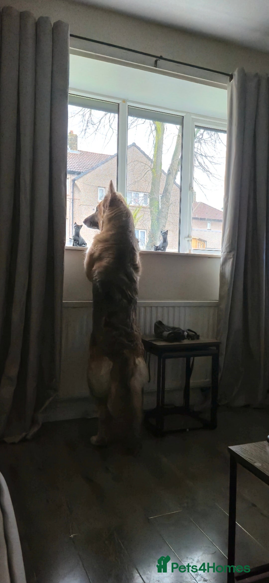 German Shepherd dogs Semi long haired german shepherd female. - Advert 3