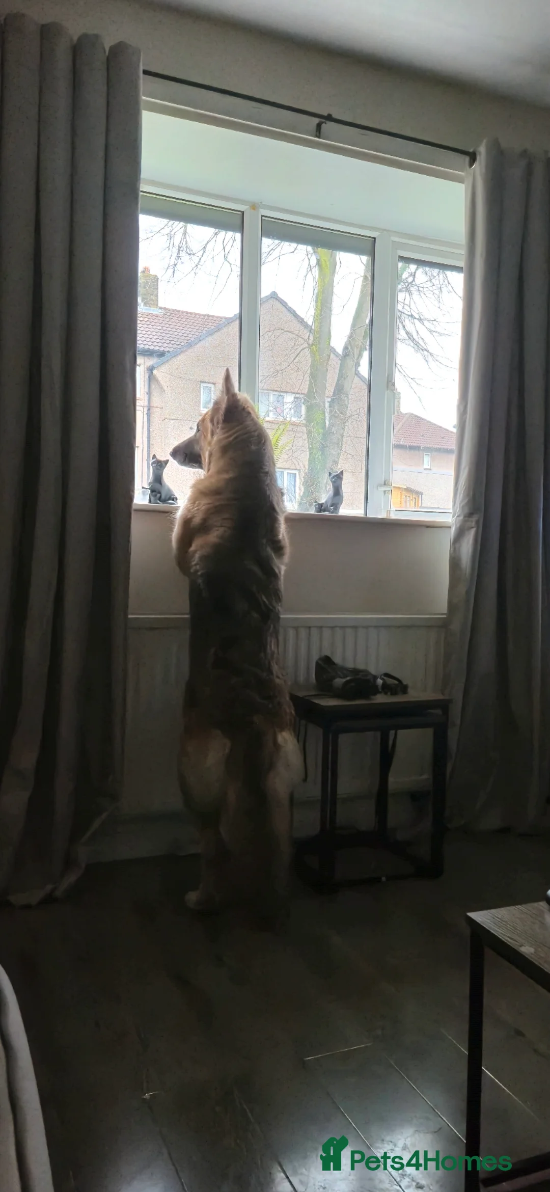 German Shepherd dogs for sale: Semi long haired german shepherd female. - Advert 1