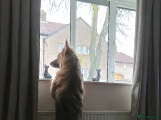 German Shepherd dogs Semi long haired german shepherd female. - Advert 3