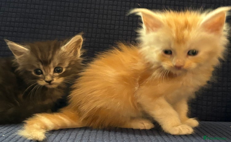 Maine Coon cats - Advert 1