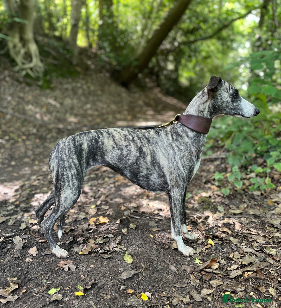 Whippet dogs for sale: Whippets  - Advert 1