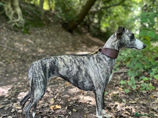 Whippet dogs Whippets - Advert 4