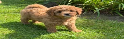 Cavachon dogs for sale: 5 ⭐️Gorgeous F1 Fox Red boy Cavapoochon. - Advert 3