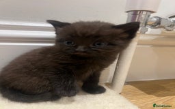 British Shorthair cats for sale: Stunning Brown/Grey Mix British Shorthair Kittens - Advert 8