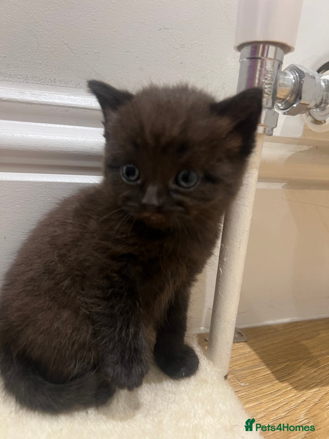 British Shorthair cats for sale: Stunning Brown/Grey Mix British Shorthair Kittens - Advert 8