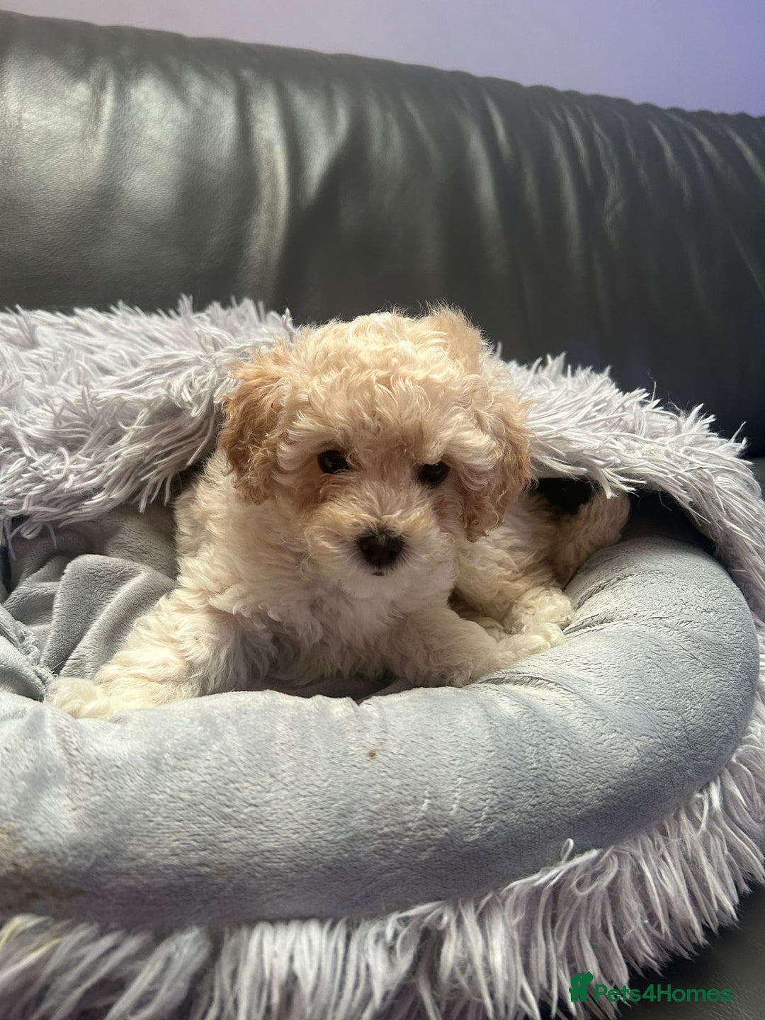 Cavapoochon dogs for sale: 🌟 Ready to leave 23rd Dec F1b cavapoochon puppies - Advert 3