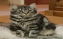 Maine Coon cats for sale: Maincoon cross domestic long hair, 11 months old - Image 1