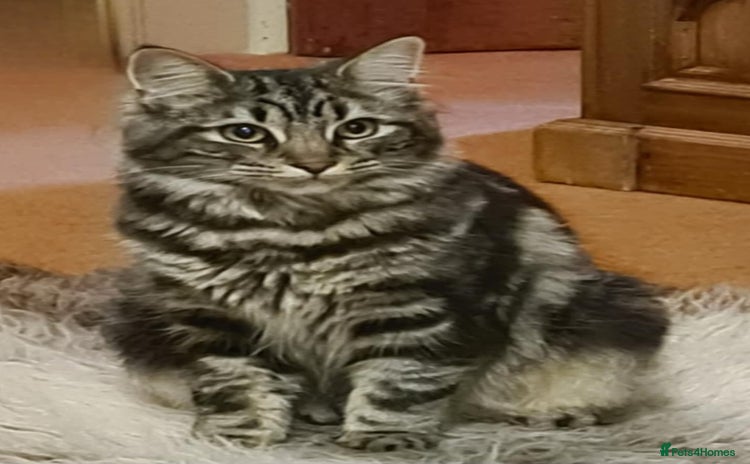 Maine Coon cats - Advert 9