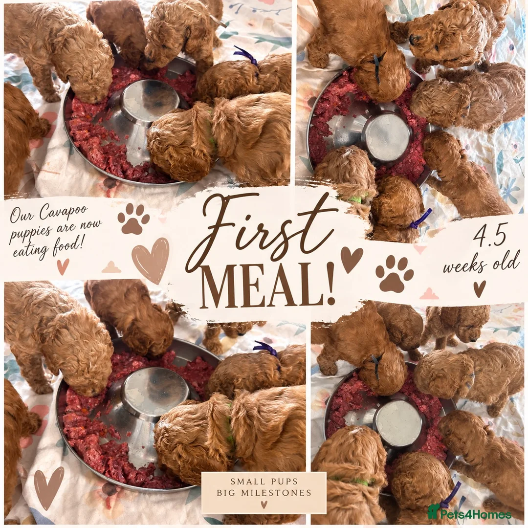 Cavapoo dogs for sale: RED HEALTH TESTED CAVAPOOS 5 STAR LICENSED  - Advert 1