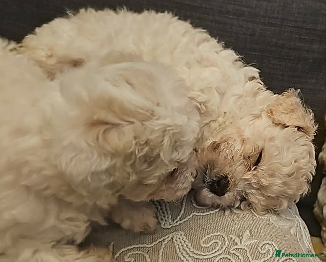 Cavapoochon dogs Beautiful Cavapoochon boy - Advert 2