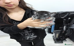 Chinchilla rodents for sale: 🐾Baby Female Chinchillas – Born 14th July 2025🐾 - Image 8