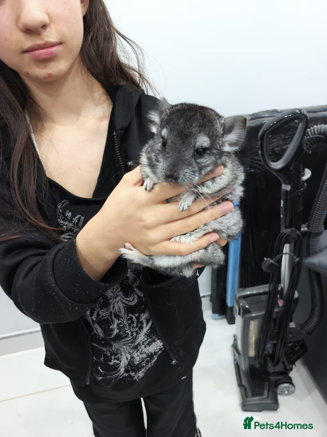 Chinchilla rodents for sale: 🐾Baby Female Chinchillas – Born 14th July 2025🐾 - Image 8